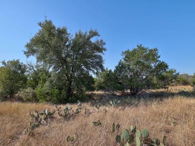 Primary bedroom at 123 Appaloosa Cv - Spears Ranch On Salado Creek Sec 01, Jarrell, TX