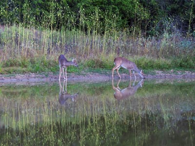 Property photo 4 at 1400 Fm 535 - Garrett, John V L Evans, Smithville, TX