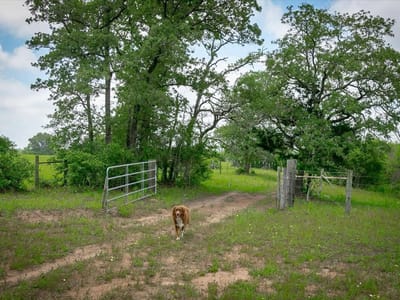 Property photo 5 at 1890 Sandy Fork RD - None, Harwood, TX