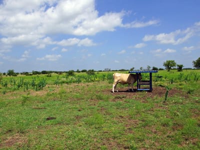 Primary bedroom at 2002 County Road 276 - 200 Acres, Bertram, TX