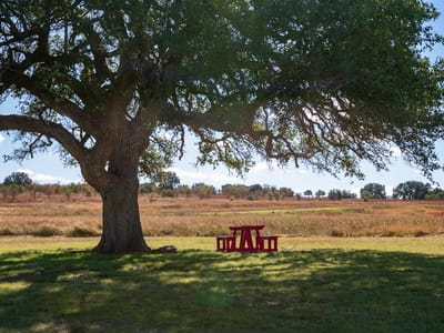 Property photo 4 at 204 Via Daniela - Vineyard At Florence Sec 01, Florence, TX