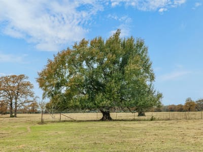 Primary bedroom at 2150 Cr 412 - A211, Lexington, TX
