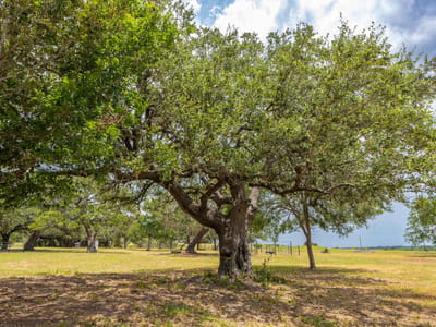 Property photo 2 at 2160 (Tract #5) Baca LOOP Unit #5 - Muldoon League 14, Flatonia, TX