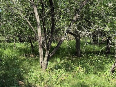 Property photo 2 at 236 Mokulua LN - Tahitian Village,, Bastrop, TX