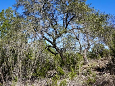 Primary bedroom at 2506 Geronimo TRL - Apache Shores Sec 02, Austin, TX