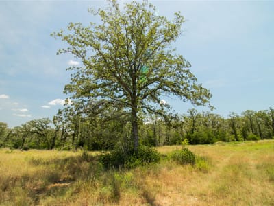 Primary bedroom at 2564 Bluestem Crest Ln - Nash Creek Ranches, Kingsbury, TX