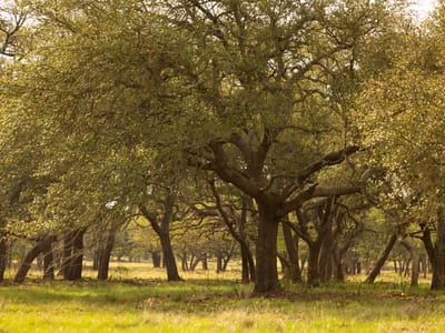 Property photo 4 at 2609 Prochnow Rd - None, Dripping Springs, TX