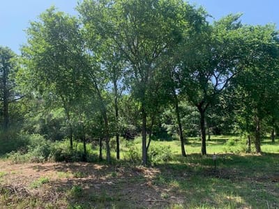 Primary bedroom at 266 Colovista Pkwy - Colovista Country Club, Bastrop, TX