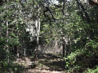 Property photo 5 at 272 Deadwood RD - Bymer, Bernard, Cedar Creek, TX