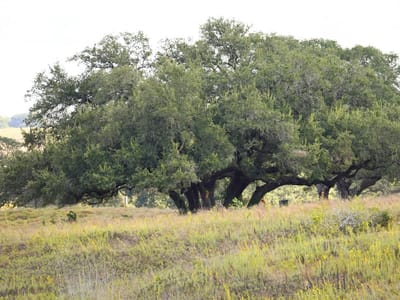 Photo 5 of 20 at 3061 FM 956 - Schulenburg, Schulenburg, TX