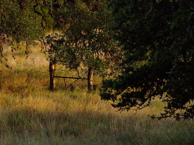 Backyard with mature oak tree canopy at 3067 Ranch Road 1888 - None, Blanco, TX