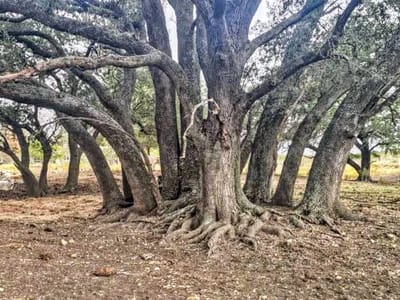 Property photo 3 at 387 Black Watch LN - A097, Lockhart, TX