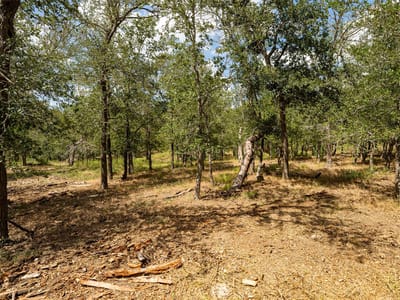Property photo 5 at 3980 (Tract 5) Fm 3158 - N/A, Dale, TX