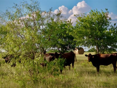 Photo 4 of 20 at 414 Cr 463 - Bruceville-Eddy, Bruceville-Eddy, TX