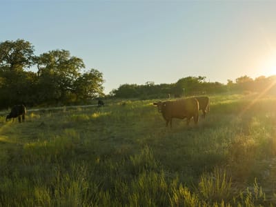 Photo 4 of 11 at 4318 Maenius RD - Blanco, Blanco, TX