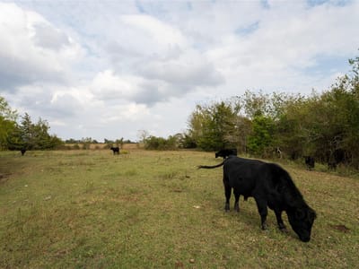 Photo 3 of 34 at 4646 Fm 2679 RD - Burton, Burton, TX