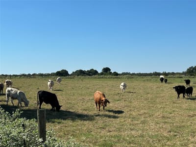 Photo 2 of 22 at 5.556 acres Farris Lane - Smithville, Smithville, TX