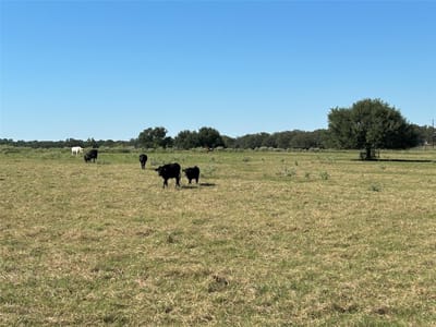 Photo 5 of 22 at 5.556 acres Farris Lane - Smithville, Smithville, TX