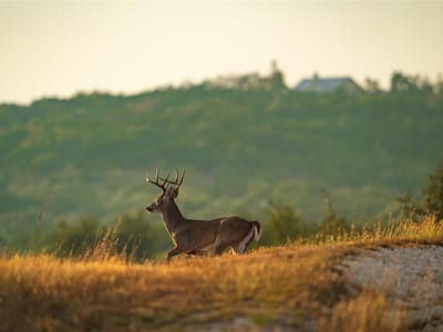 View with wildlife visible and buck deer at 518 Curly H Ranch Rd - 3 bed 2 bath home