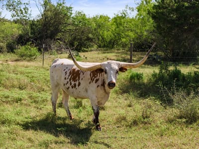Property photo 3 at 625 Callihan RD - Bugtussle, Luling, TX