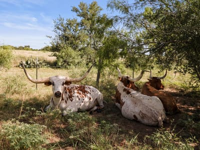 Property photo 5 at 625 Callihan RD - Bugtussle, Luling, TX