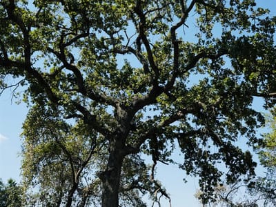Property photo 5 at 640 County Road 475 - IRON MOUNTAIN FARMS, Luling, TX