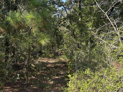 Property photo 4 at 667 Paint Creek South RD - Culling, Aaron, Paige, TX