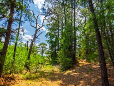 Property photo 4 at 677 Old Antioch Rd - N/A, Smithville, TX