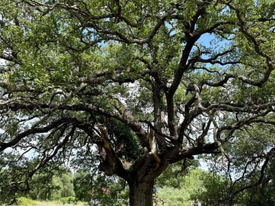 Property photo 2 at 731 Santa Maria RD - none, Salado, TX