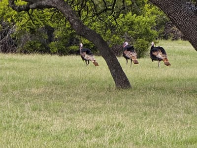 Property photo 4 at 736 Cr 206 - none, Lampasas, TX
