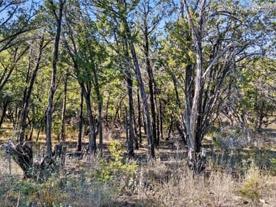Property photo 4 at 7601 White Oak DR - Lago Vista Estates Sec 06, Lago Vista, TX