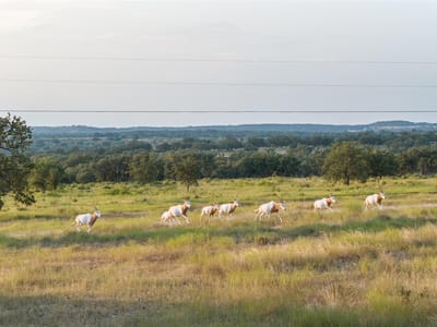 View with expansive Hill Country vistas at 8577 Ranch Road 2766 - 2 bed 1 bath home