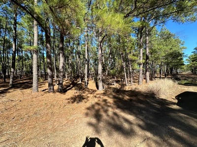 Primary bedroom at Lot 12 Hickory Ridge Dr - Pine Forest Unit 6 Ph Ii, Bastrop, TX