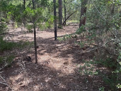 Photo 4 - Lot 1252 TBA Hanauma DR Photo 4 of 11 at Lot 1252 TBA Hanauma DR - Bastrop, Bastrop, TX