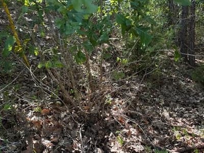 Primary bedroom at Lot 1355 N Kaupo DR - Tahitian Village,, Bastrop, TX