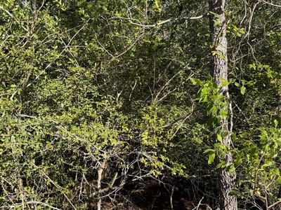 Photo 3 of 6 at Lot 189 Kaelupulu DR - Bastrop, Bastrop, TX