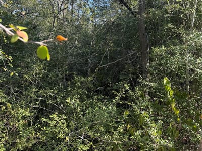 Photo 5 of 6 at Lot 189 Kaelupulu DR - Bastrop, Bastrop, TX