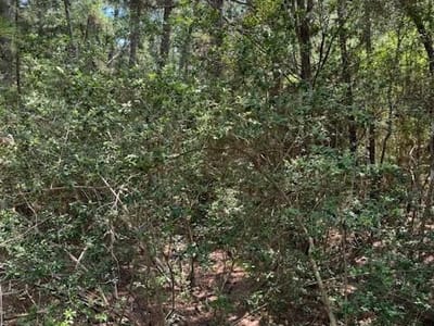 Primary bedroom at Lot 250 Hekili Dr - Tahitian Village,, Bastrop, TX