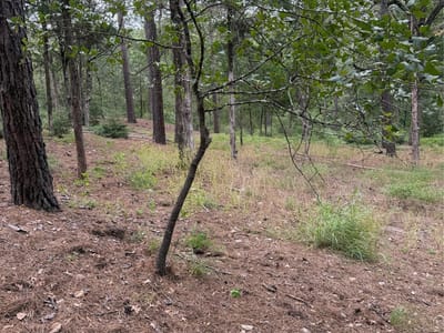 Property photo 5 at Lot 292 Aka CT - Tahitian Village,, Bastrop, TX