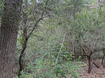 Property photo 4 at Lot 294 Aka CT - Tahitian Village,, Bastrop, TX