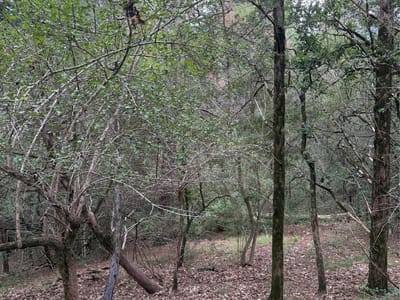 Property photo 5 at Lot 294 Aka CT - Tahitian Village,, Bastrop, TX