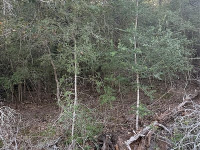 Photo 5 of 7 at Lot 376 Palikea CIR - Bastrop, Bastrop, TX