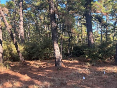 Primary bedroom at Lot 43 Pine Lodge Dr - Pine Forest, Bastrop, TX