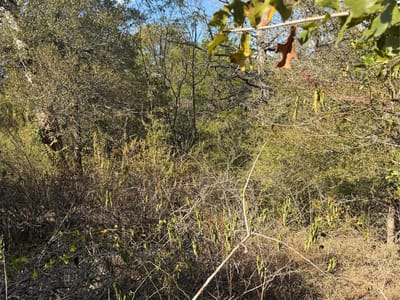 Photo 4 - Lot 539 Palikea CIR Photo 4 of 6 at Lot 539 Palikea CIR - Bastrop, Bastrop, TX