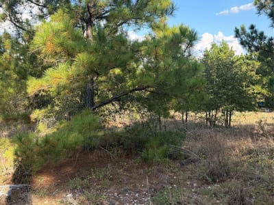 Photo 2 of 6 at Lot 702 Oahu CT - Bastrop, Bastrop, TX