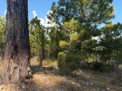 Photo 5 of 6 at Lot 702 Oahu CT - Bastrop, Bastrop, TX