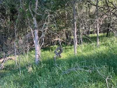 Property photo 2 at Lot 768 Kaukonahua LN - Tahitian Village,, Bastrop, TX