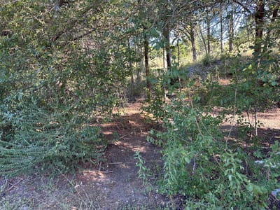 Property photo 3 at LOT 9 Robin RUN - Camp Swift Cabins, Bastrop, TX