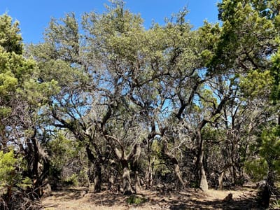 Property photo 2 at Lot 94 E. Dripping View CT - Legacy Hills, Blanco, TX
