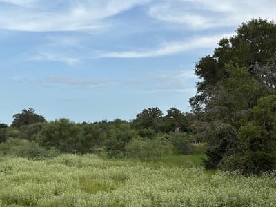 Property photo 3 at Lot #1 Willis Ln Unit #1 - Mayweather Investments,  LLC, Smithville, TX